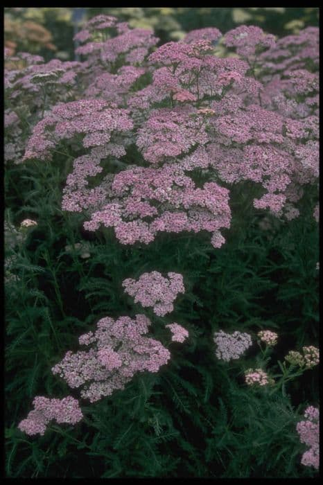 yarrow 'Christine's Pink'