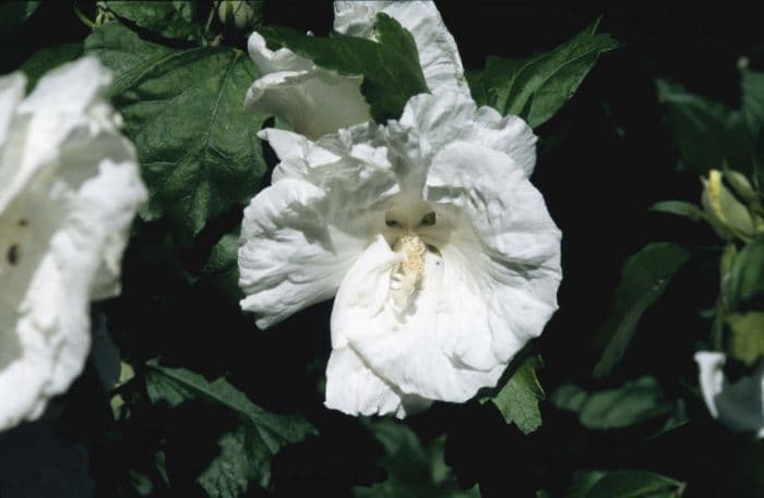 rose of Sharon 'Diana'