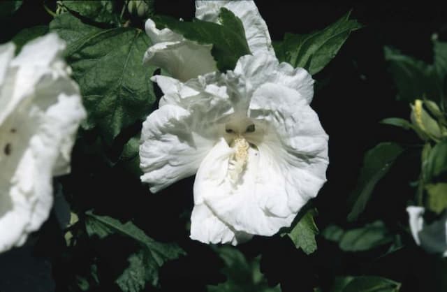 Rose of Sharon 'Diana'