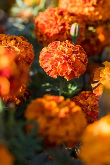 marigold 'Zenith Red'