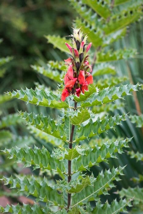 Ethiopian acanthus