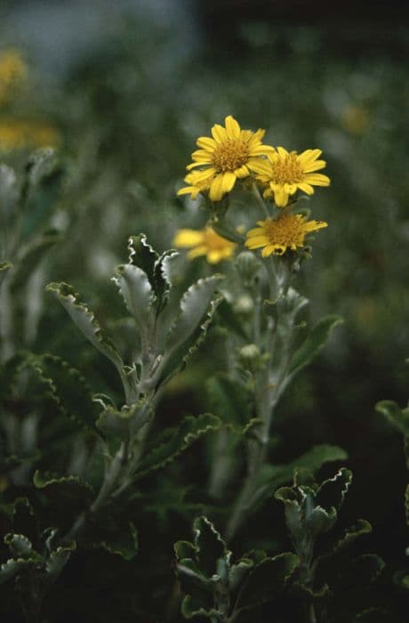 Monro's ragwort