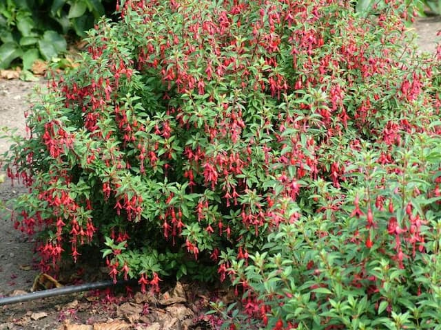 Fuchsia 'David'