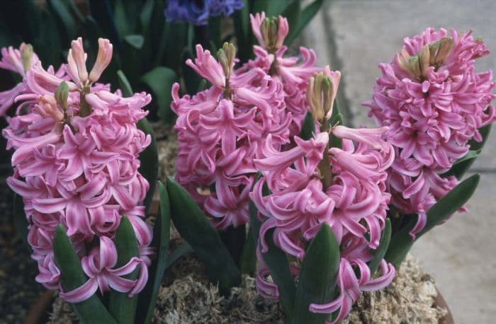 hyacinth 'Pink Pearl'