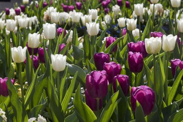 Tulip 'White Dream'