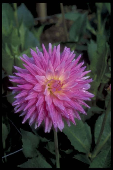 dahlia 'Pink Pastelle'