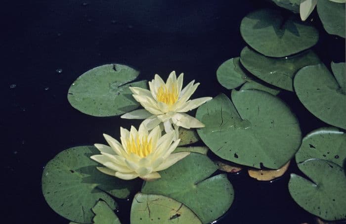 waterlily 'Charlene Strawn'