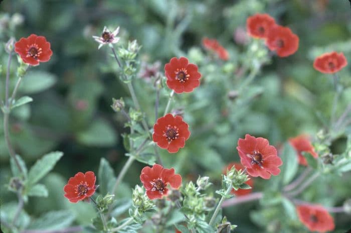 cinquefoil 'Gibson's Scarlet'