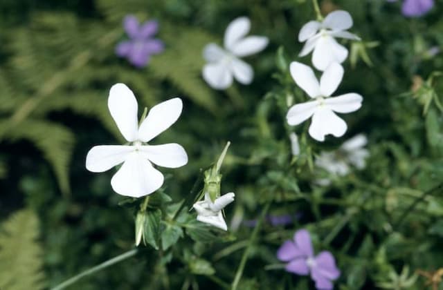 Horned pansy Alba Group