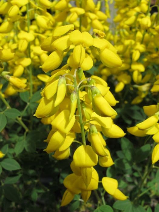 black-rooted broom 'Cyni'