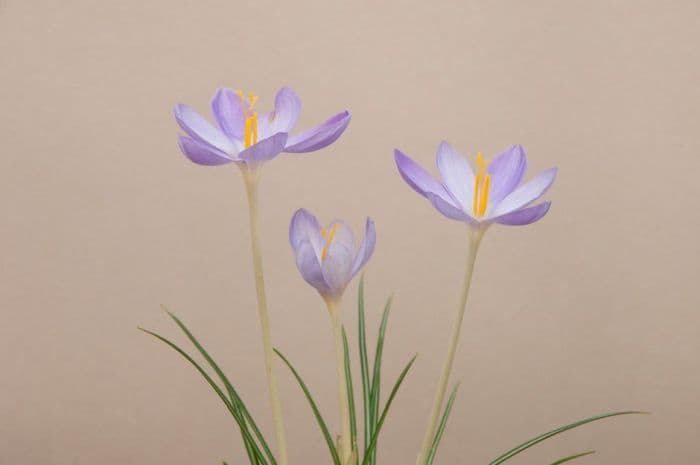 Mount Athos crocus