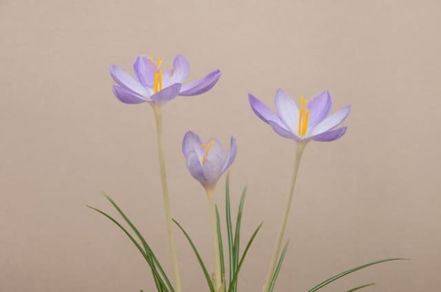 Mount Athos crocus