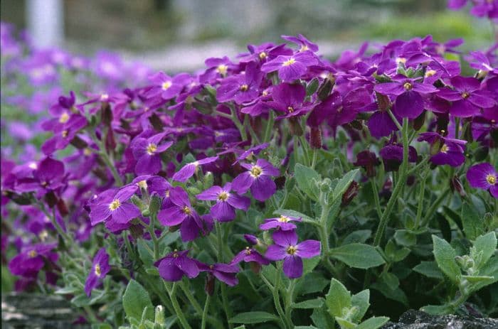 aubrieta 'Doctor Mules'