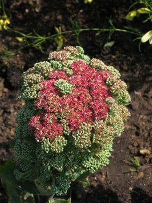 stonecrop 'Mr Goodbud'