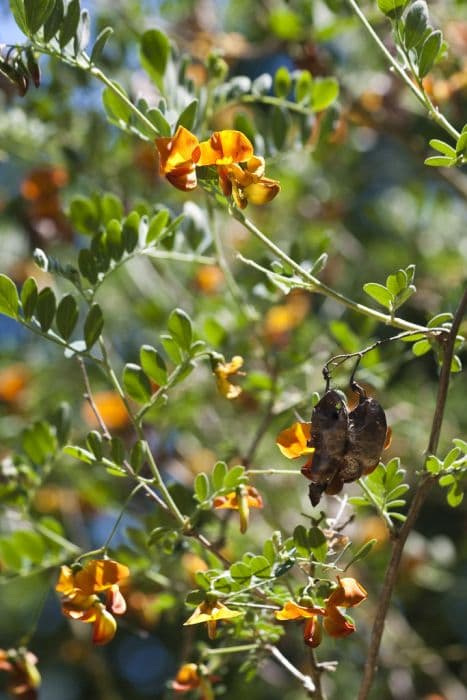 Small bladder senna