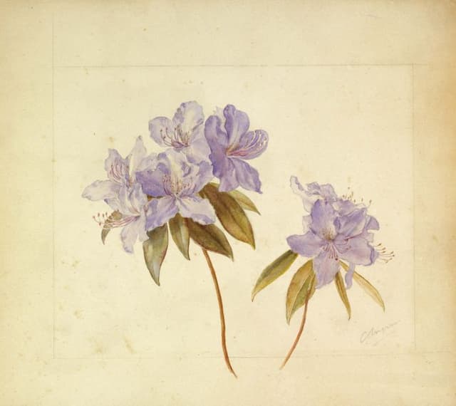 Augustine's rhododendron
