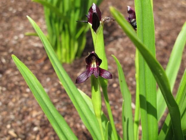 Purple-flowered squill-leaved roscoea
