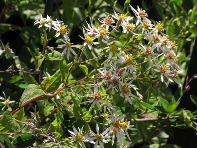 White wood aster