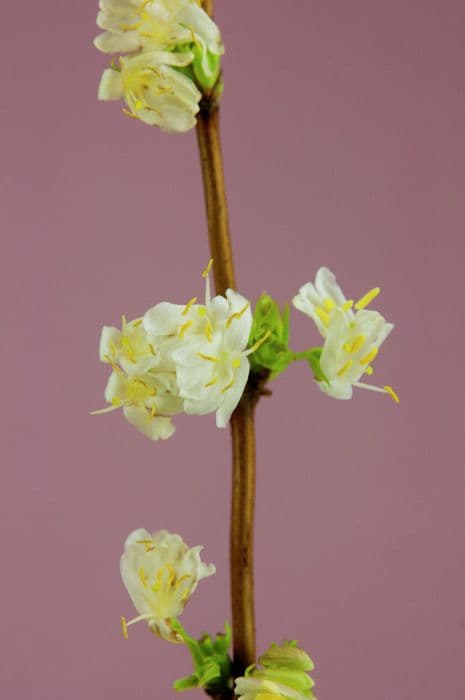 Standish's honeysuckle