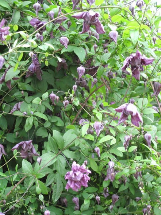 purple clematis 'Flore Pleno'