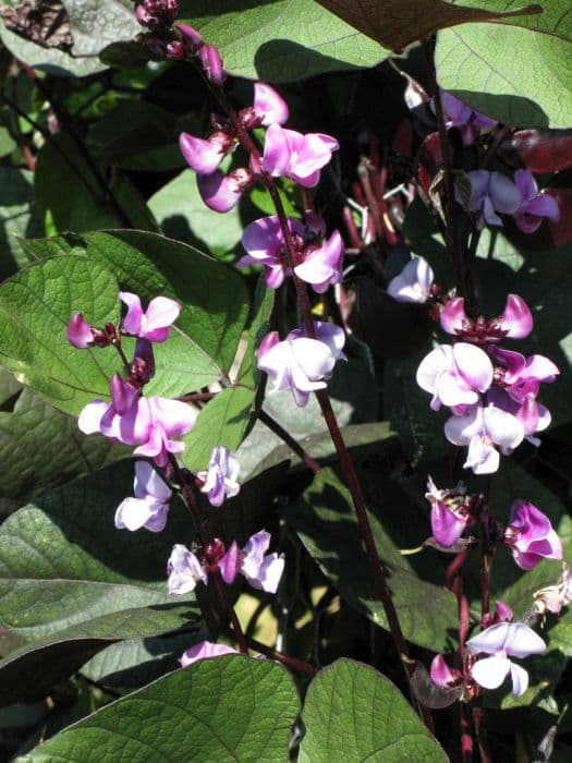 hyacinth bean