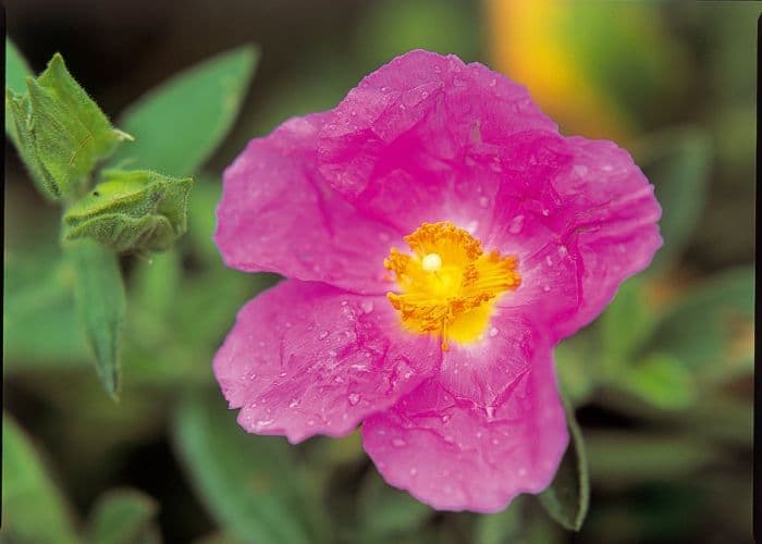 Cretan rockrose