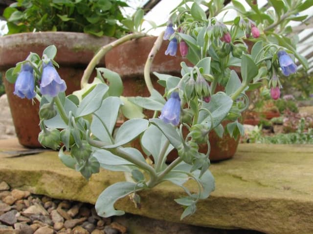 Oysterplant