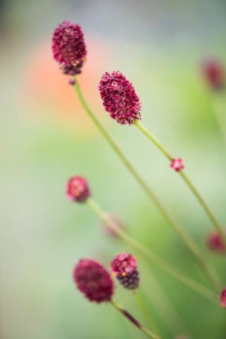 burnet 'Tanna'