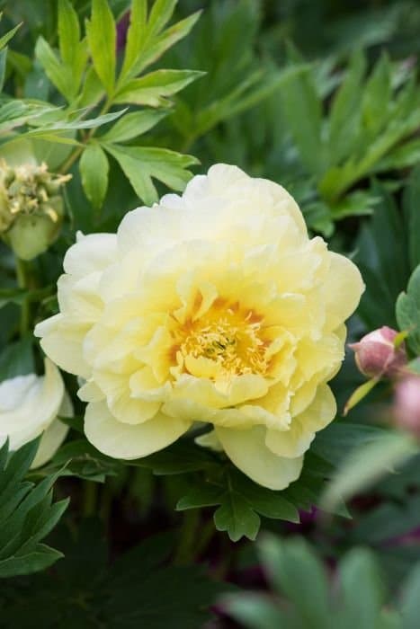 Paeonia 'Golden Dream'