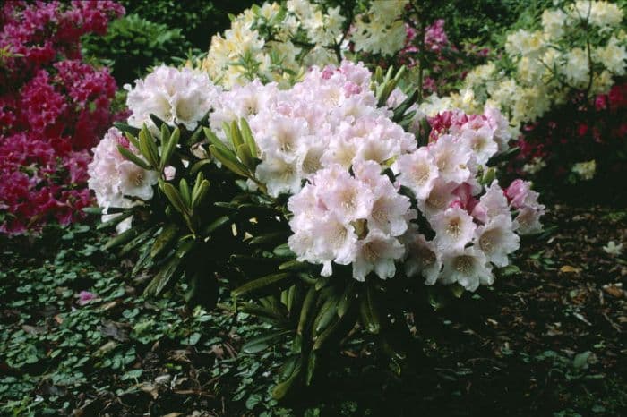 rhododendron 'Wisley Blush'