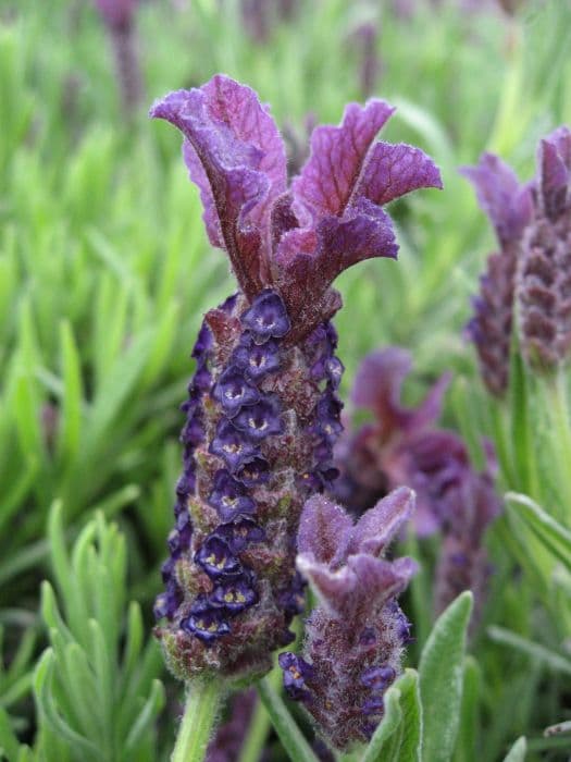lavender 'Regal Splendour'
