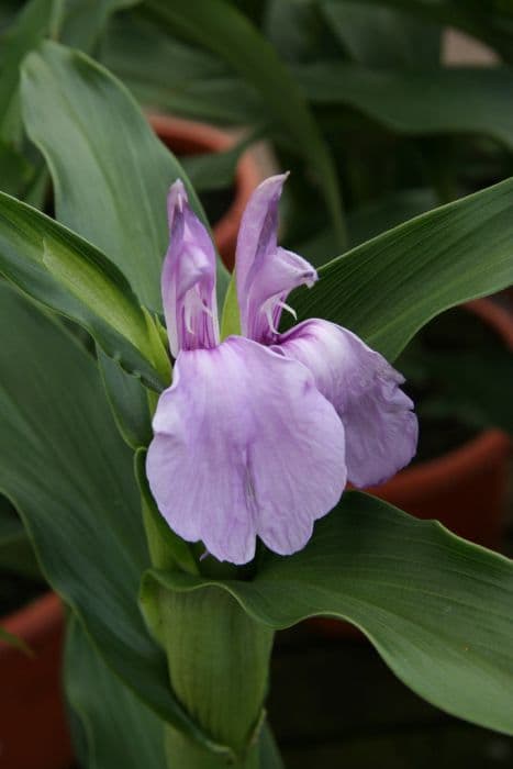 eared roscoea 'Floriade'