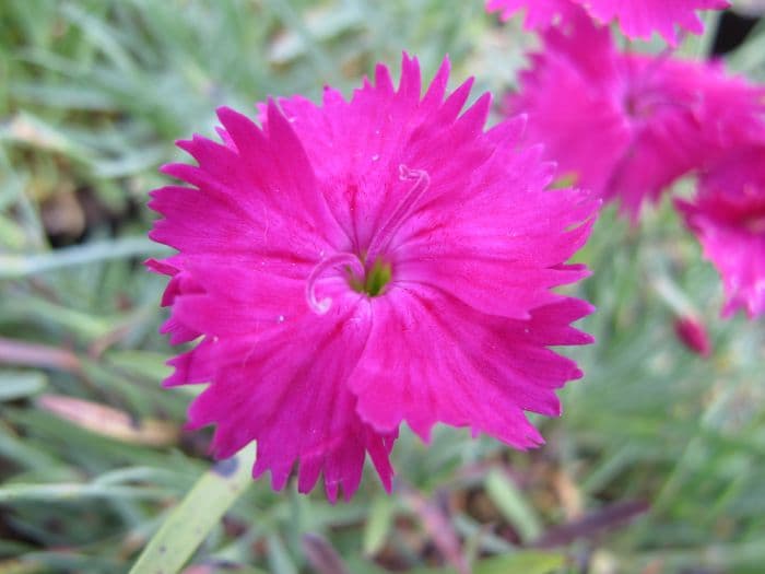 pink 'Neon Star'