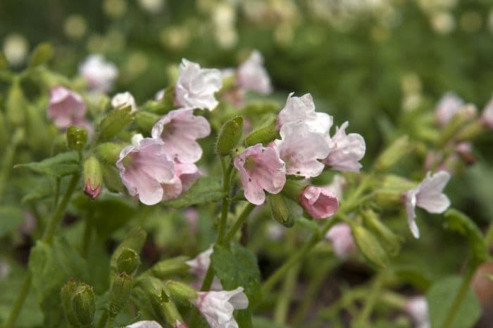 lungwort 'Vera May'