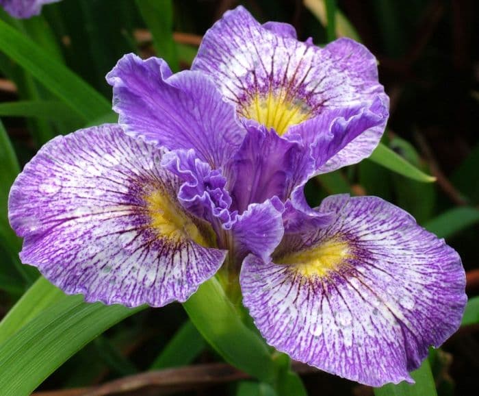 iris 'Floating World'