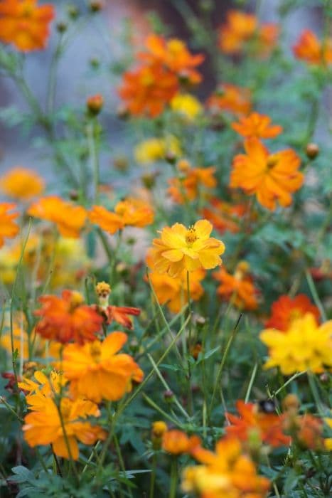 yellow cosmos [Ladybird Mixed]