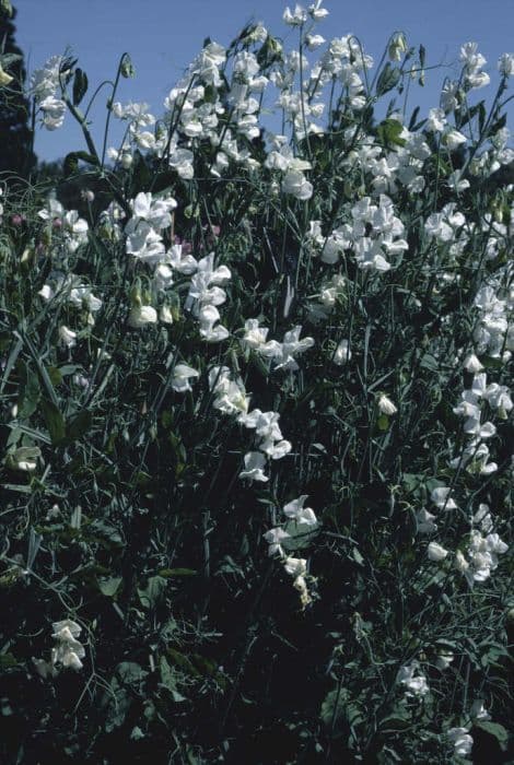 sweet pea 'Dorothy Eckford'