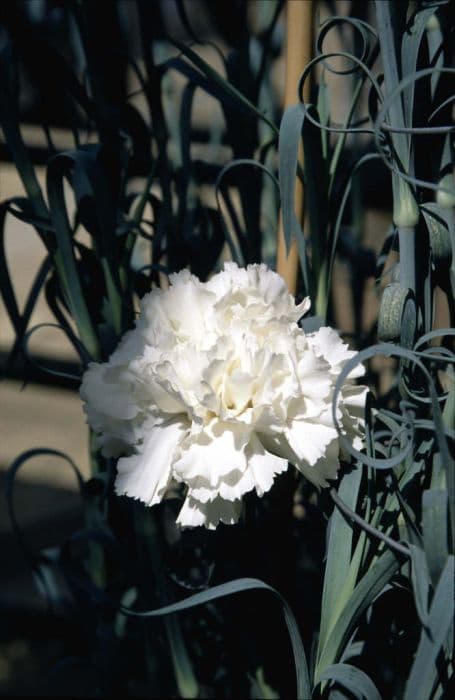 perpetually flowering carnation 'V.E. Jubilation'