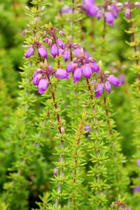 bell heather 'Golden Hue'