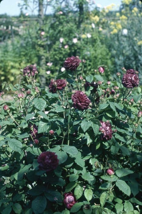 rose 'Cardinal de Richelieu'