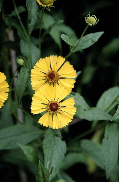 sneezeweed 'Gartensonne'