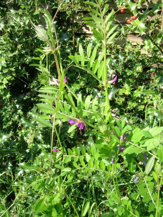 common vetch