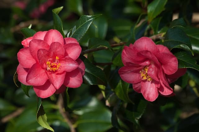 Camellia 'Lady Vansittart'