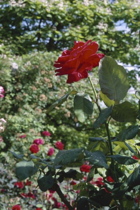 rose 'Ruby Wedding'