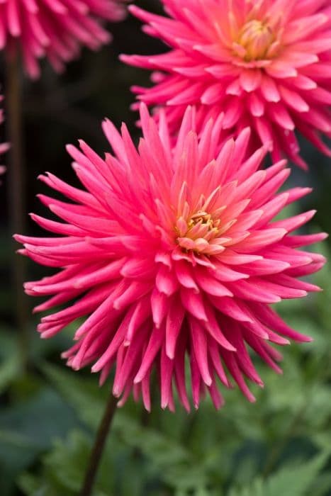 dahlia 'Josudi Hercules'