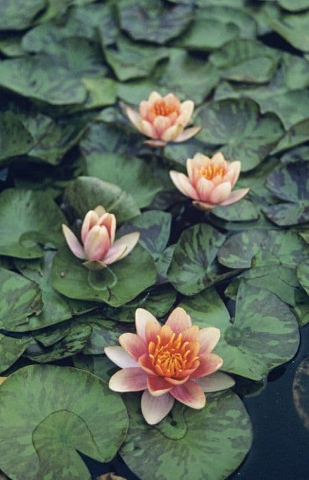 waterlily 'Aurora'