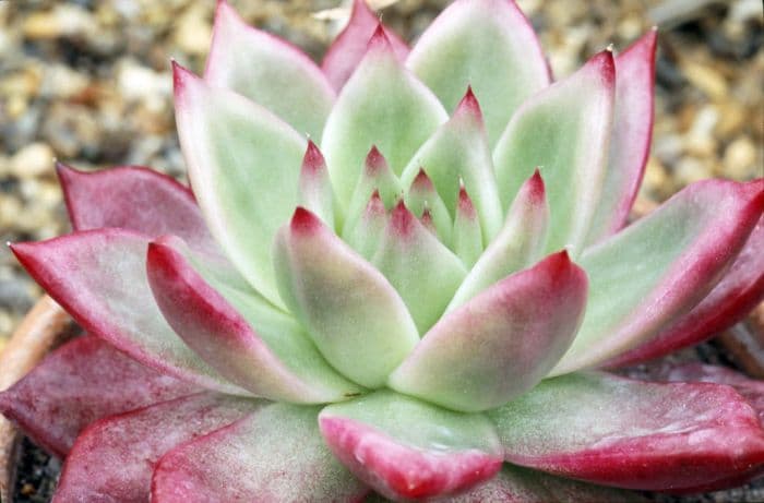 echeveria 'Frank Reinelt'