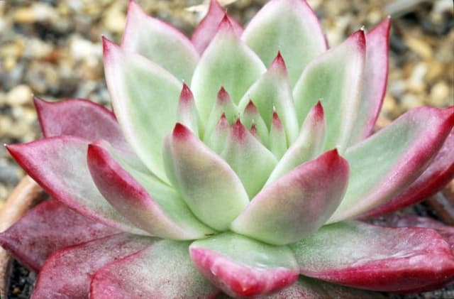 Echeveria 'Frank Reinelt'