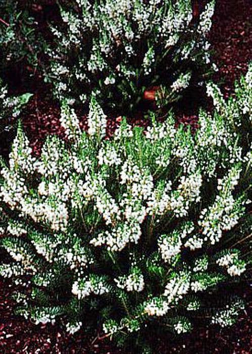 Cornish heath 'Lyonesse'