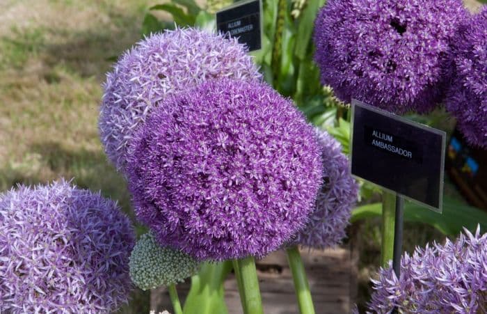 allium 'Ambassador'